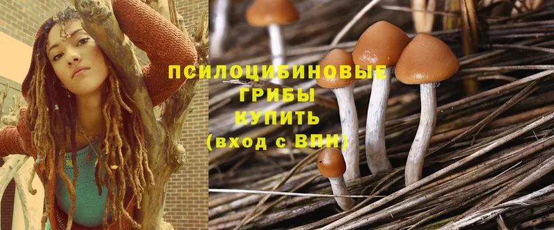 Псилоцибиновые грибы Cubensis  Череповец 