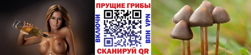 Псилоцибиновые грибы Cubensis  Череповец 